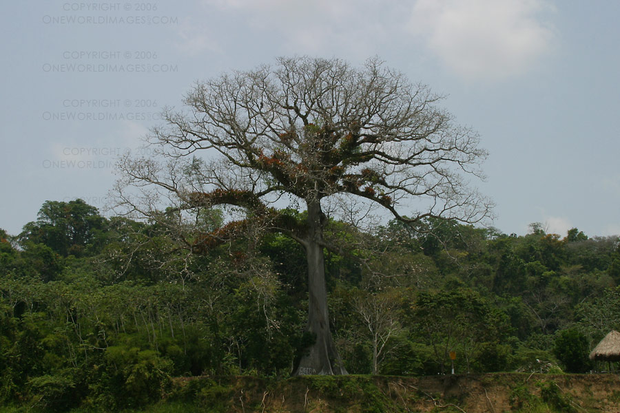 [Photograph: Ceiba Tree on the Usumacinta]