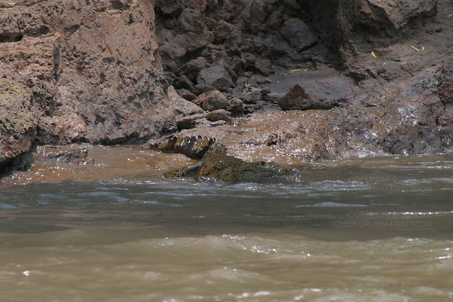 [Photograph: River Croc]