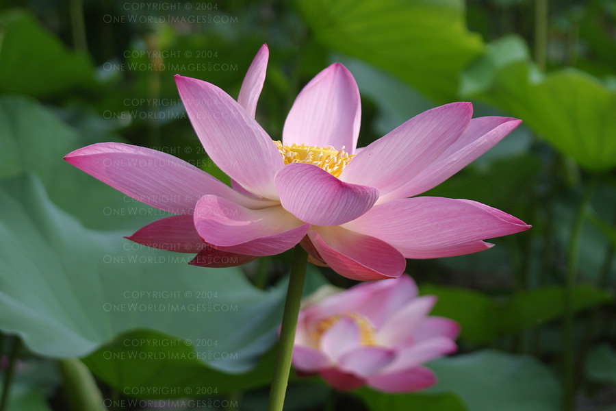 [Photograph: Lotus]